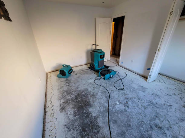 Best Water damage contractors near me  in Findlay, OH