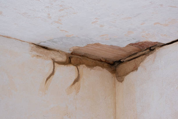 Best Mold removal after water damage  in Findlay, OH