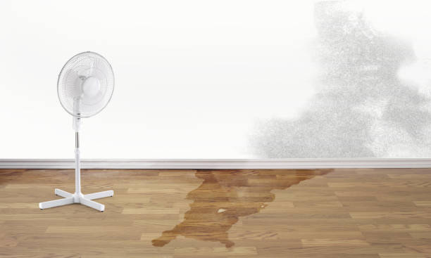 Best Flood restoration services  in Findlay, OH